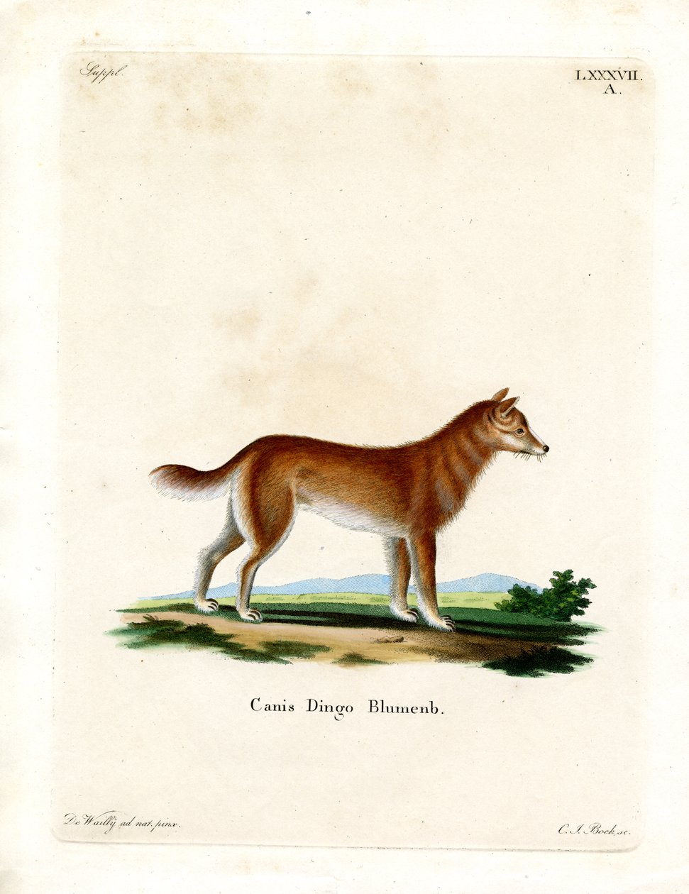 Dingo (kolorowy grawer) autorstwa German School