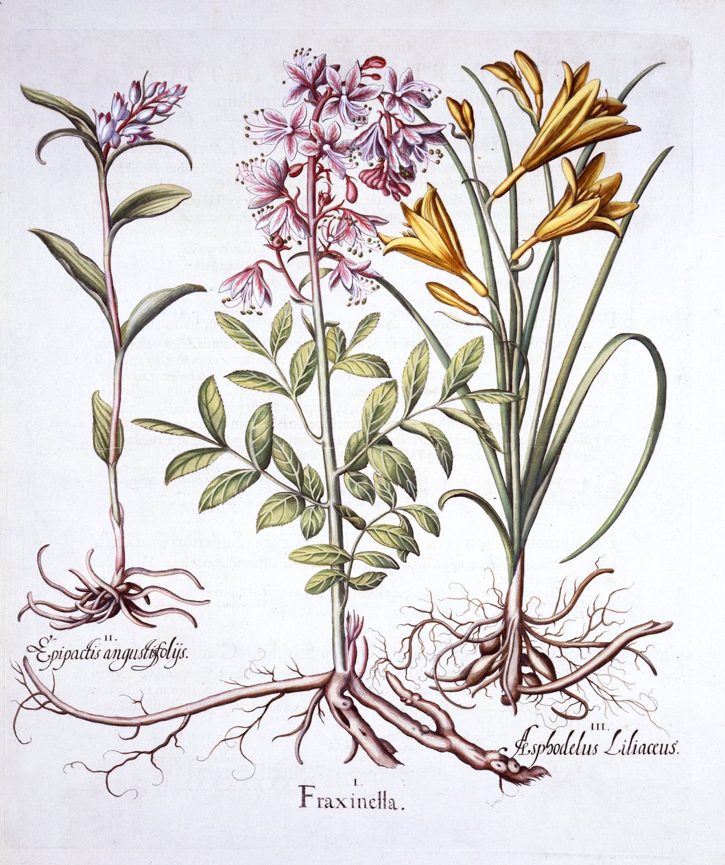 Dittany, White Helleborine i Yellow Day Lily, z Hortus Eystettensis, Basil Besler (1561-1629), wyd. 1613 (grawerowanie ręcznie kolorowane) autorstwa German School