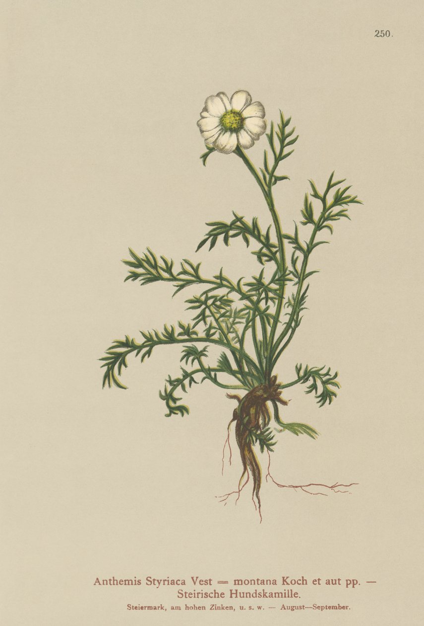 Koper włoski (Anthemis Styriaca, Anthemis montana) autorstwa German School