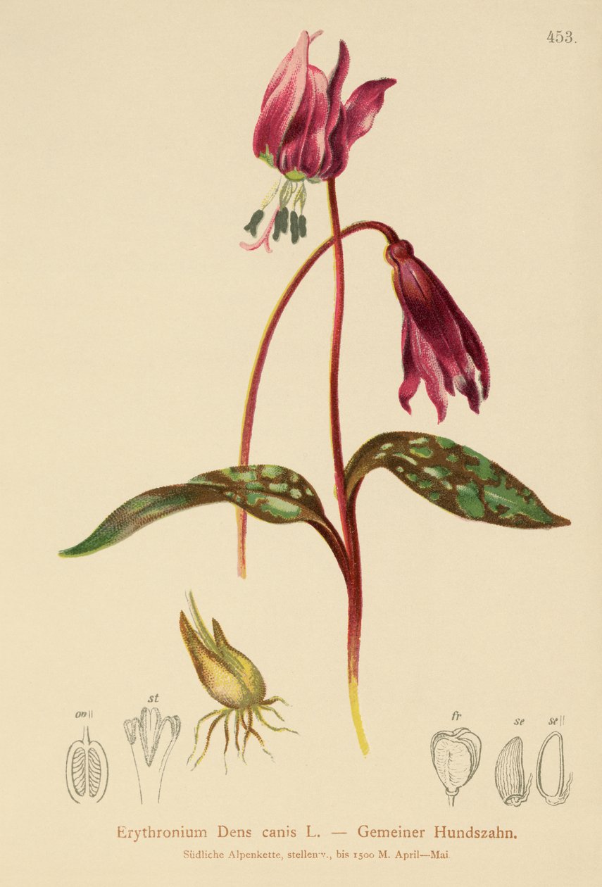 Dogtooth Violet (Erythronium Dens canis, Erythronium caninum) autorstwa German School