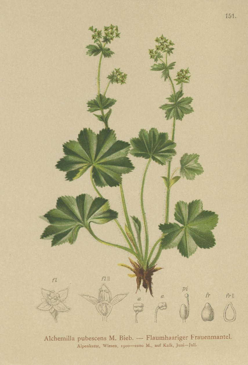 Downy Ladys Mantle (Alchemilla pubescens, Alchemilla glaucescens, ) autorstwa German School