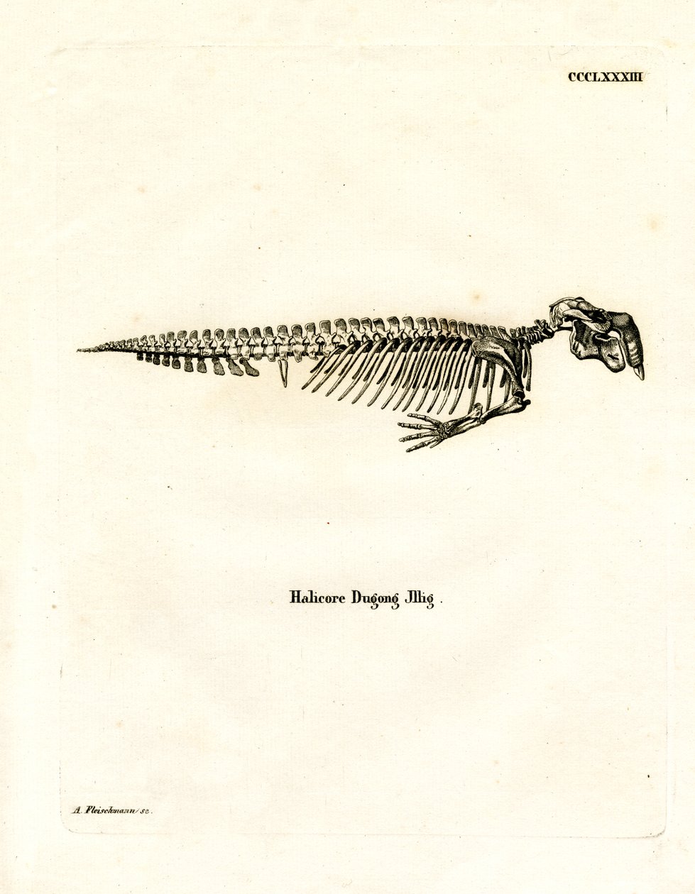 Szkielet Dugong (kolorowy grawerunek) autorstwa German School