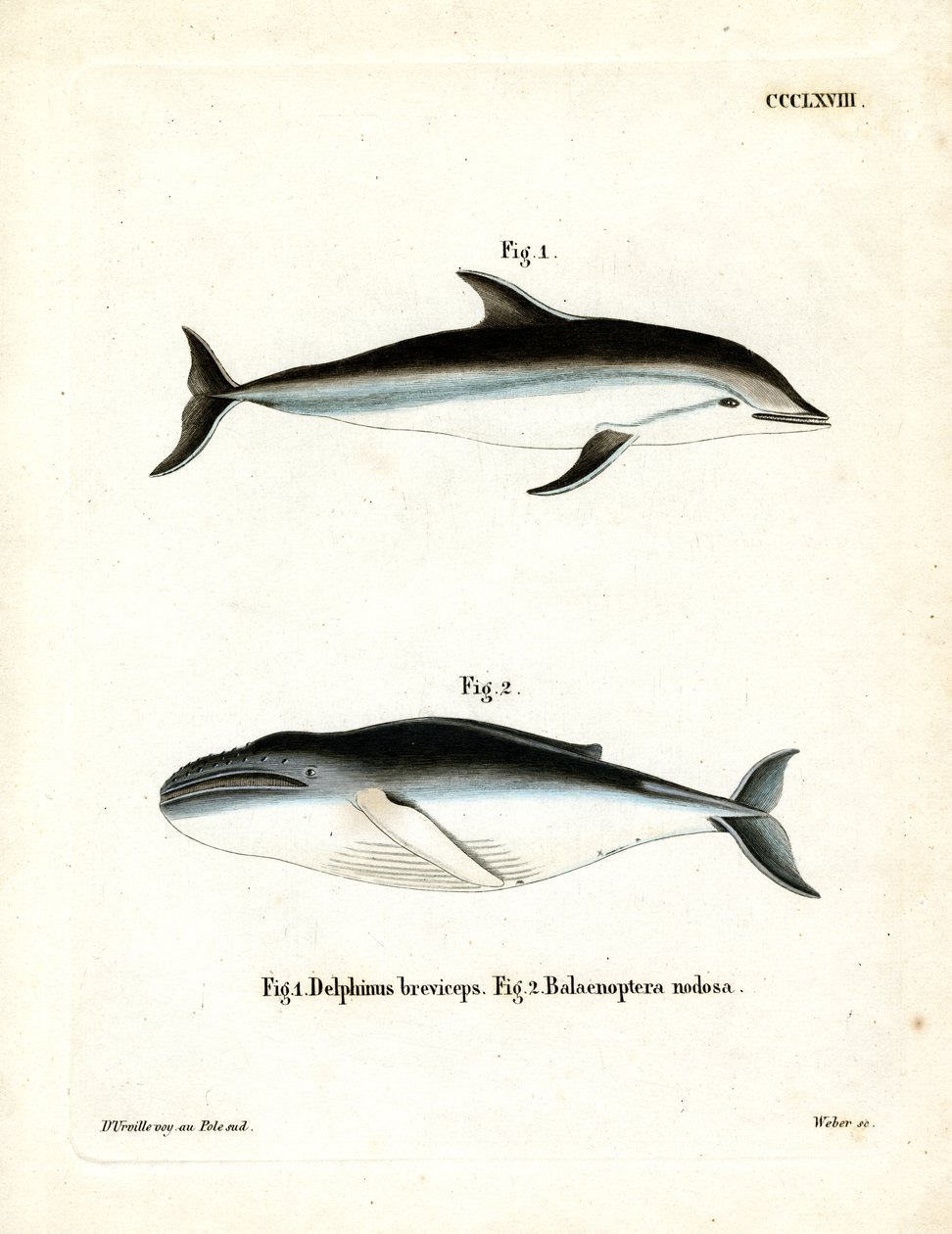 Dusky Dolphin (kolorowy grawerunek) autorstwa German School