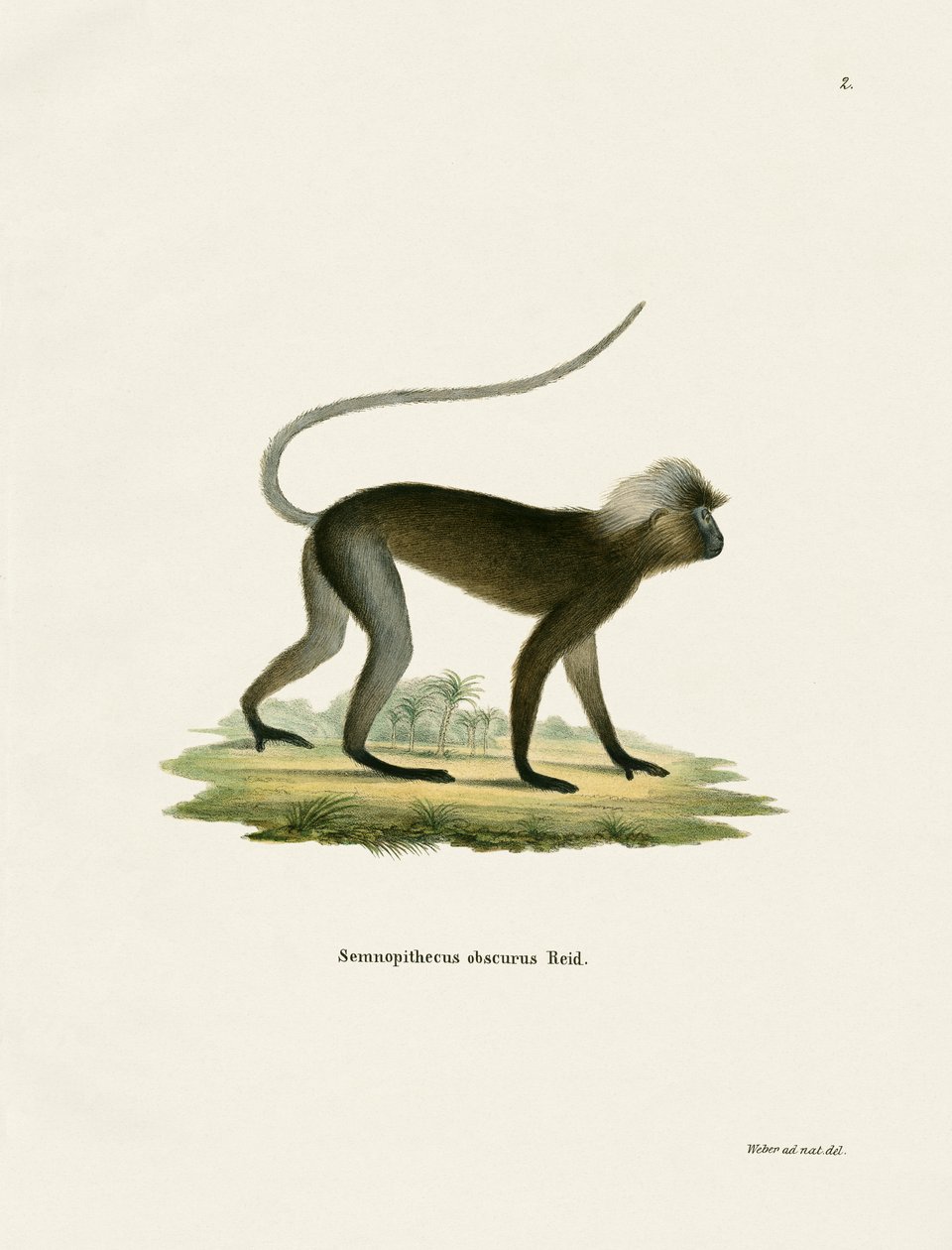 Dusky Leaf Monkey (kolorowy grawerunek) autorstwa German School