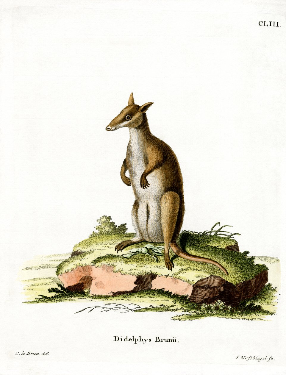 Dusky Wallaby (kolorowy grawerunek) autorstwa German School