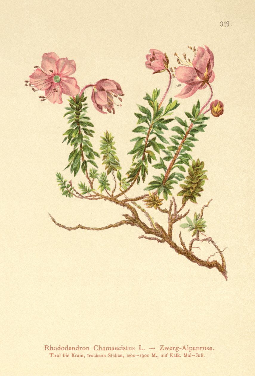 Alpenrose karłowata (Rhododendron Chamaecistus) autorstwa German School