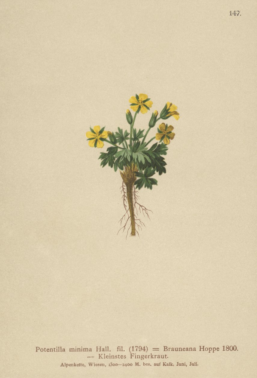 Pięciornik karłowaty (Potentilla minima, Potentilla Brauneana, Potentilla dubia) autorstwa German School