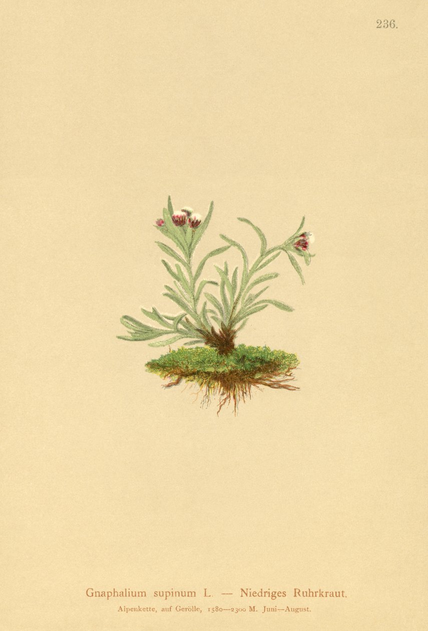 Cudweed karłowaty (Gnaphalium supineum) autorstwa German School