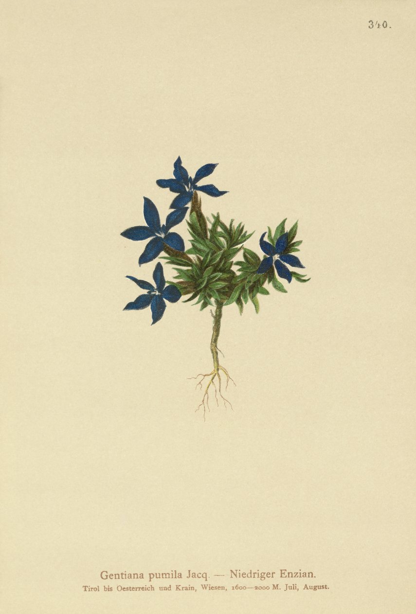Goryczka karłowata (Gentiana pumila) autorstwa German School