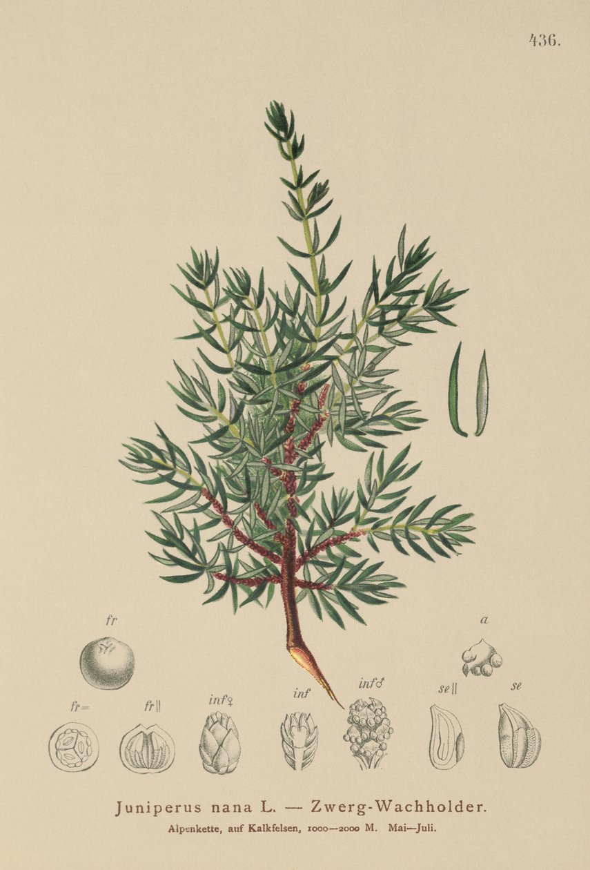 Jałowiec karłowaty (Juniperus nana, Juniperus communis subsp. nana, Juniperus communis var. saxatilis) autorstwa German School