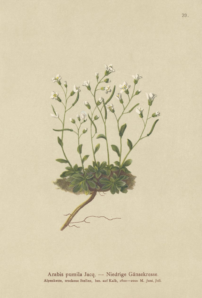 Rzeżucha karłowata (Arabis pumila) autorstwa German School