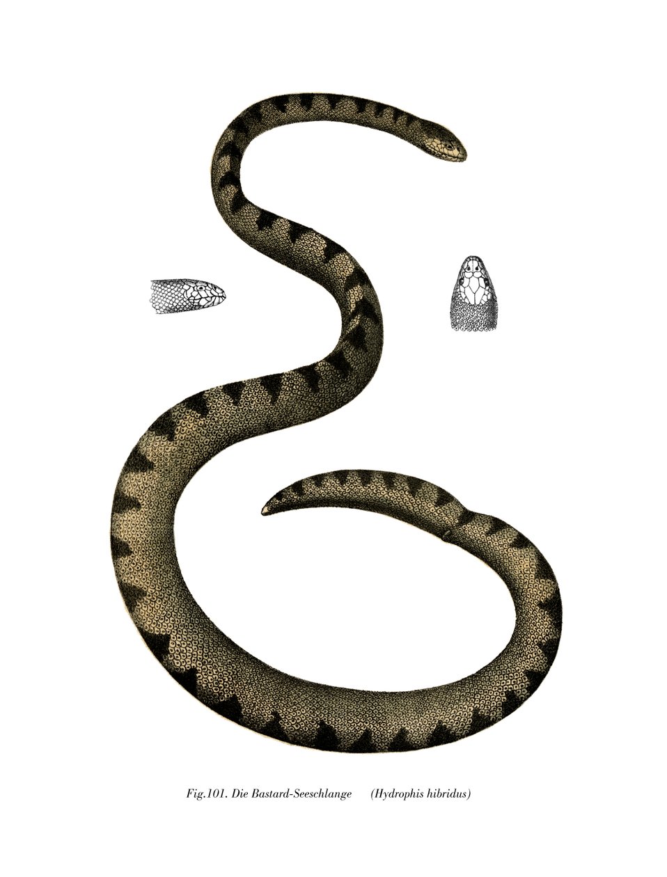 Dwarf Seasnake (kolor lito) autorstwa German School