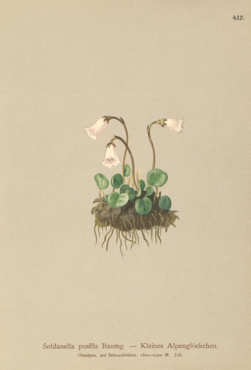 Śnieżynka karłowata (Soldanella pusilla, Soldanella alpicola) autorstwa German School