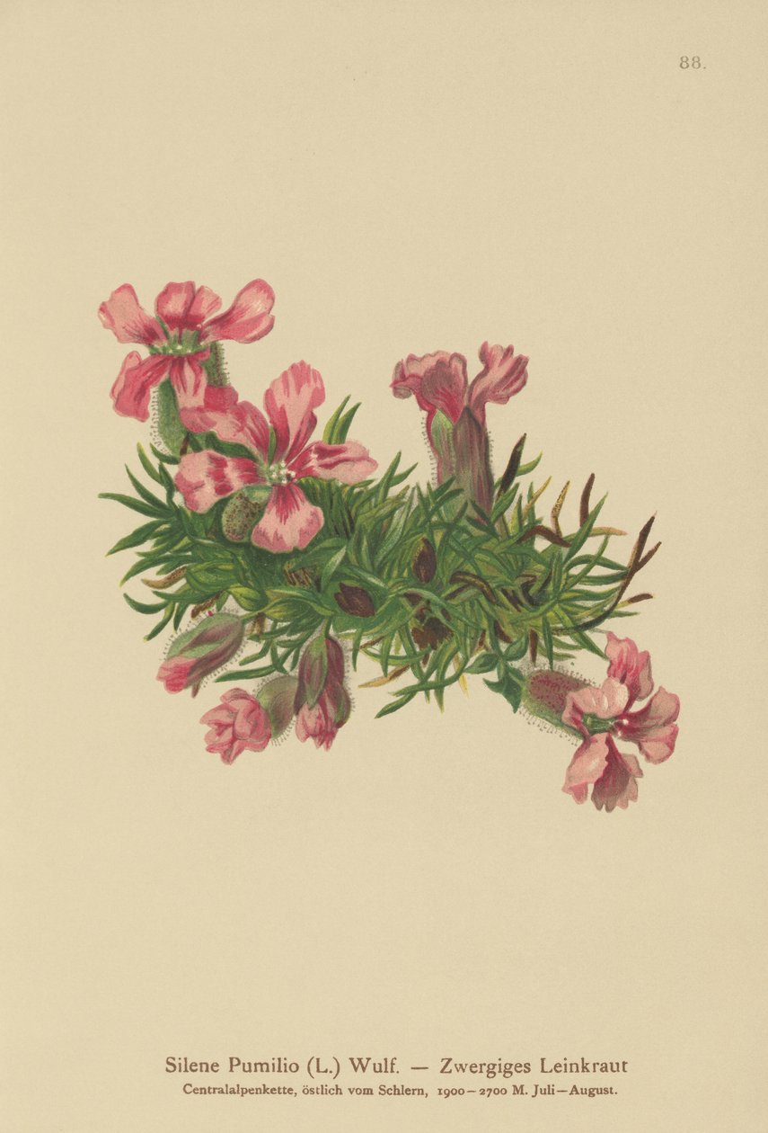 Mydlnica karłowata (Silene Pumilio, Saponaria pumilia) autorstwa German School