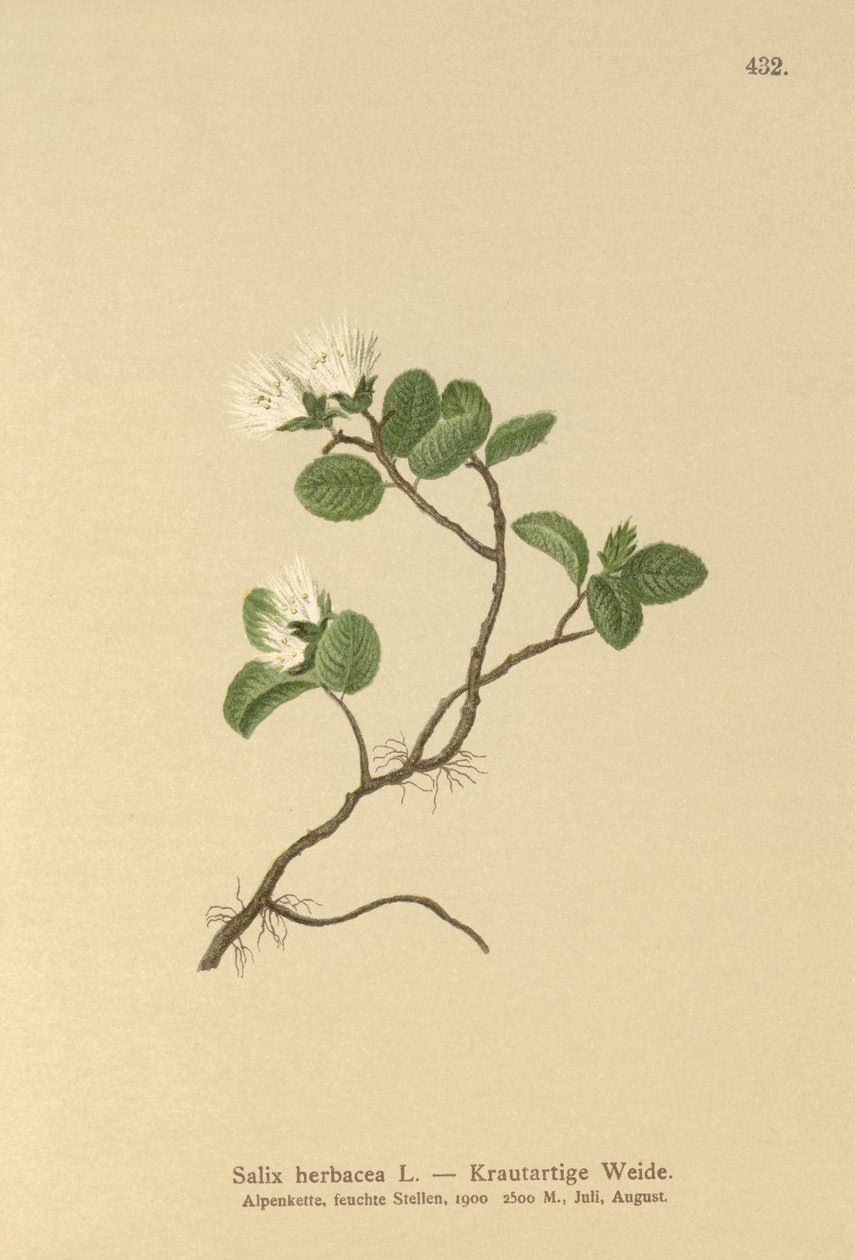 Wierzba karłowata (Salix herbacea) autorstwa German School