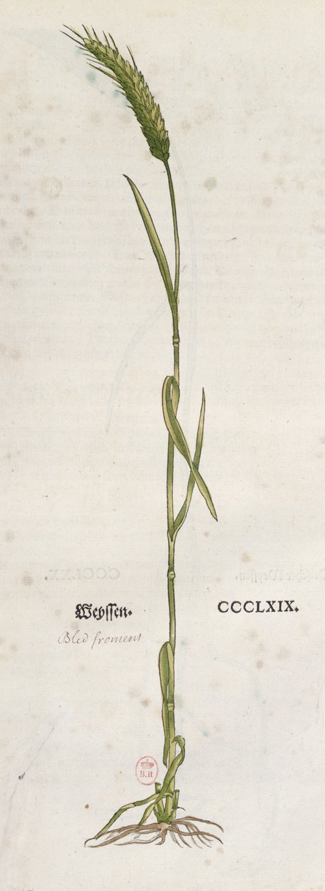 Kłos pszenicy, z Zielnika Leonharta Fuchsa (1501-66), wydany w Bazylei, 1555 (kolorowa grawerunek) autorstwa German School