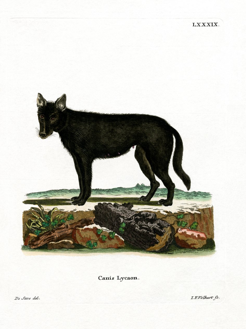 Eastern Timber Wolf (kolorowy grawerunek) autorstwa German School