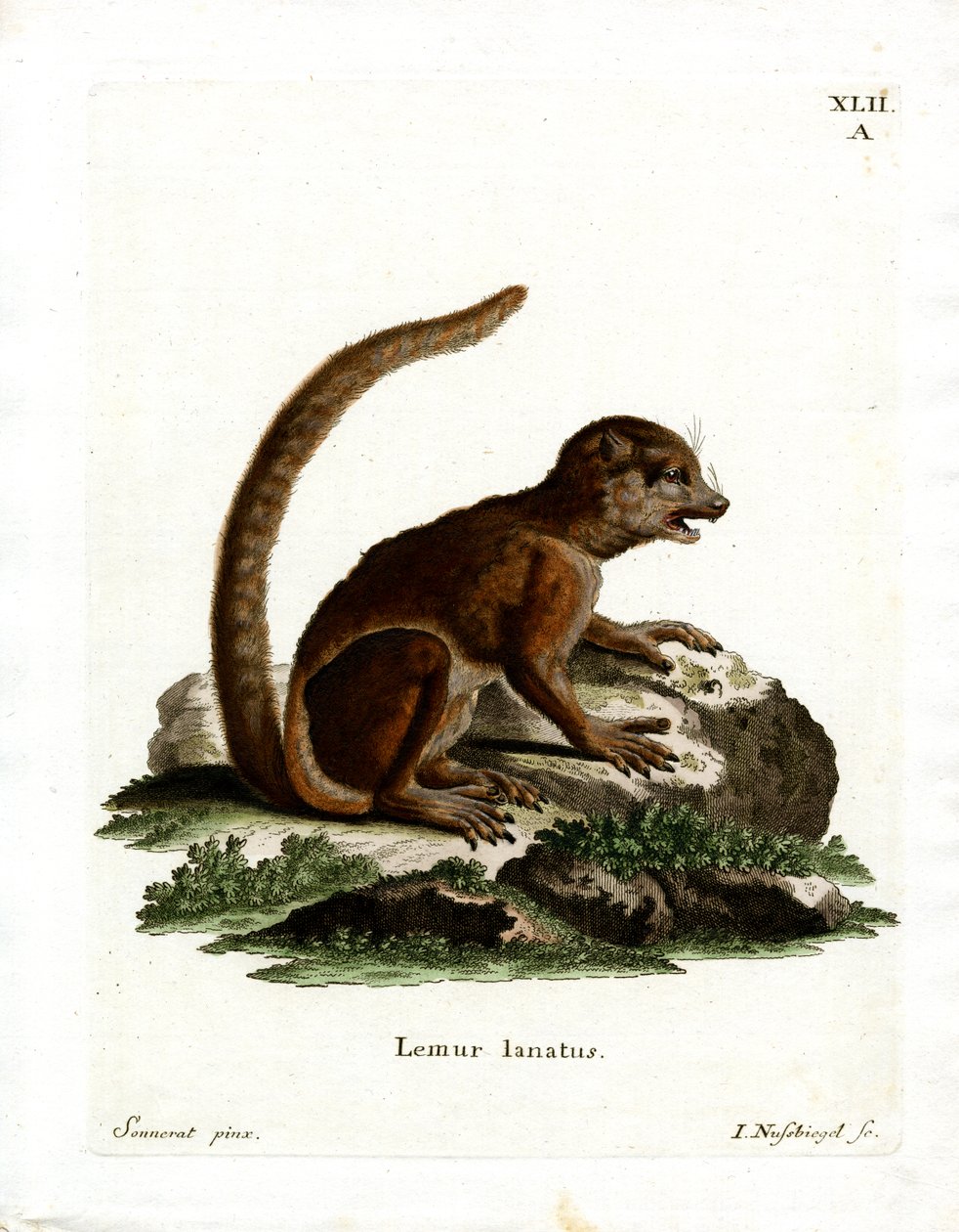 Lemur włochaty (kolorowy grawerunek) autorstwa German School