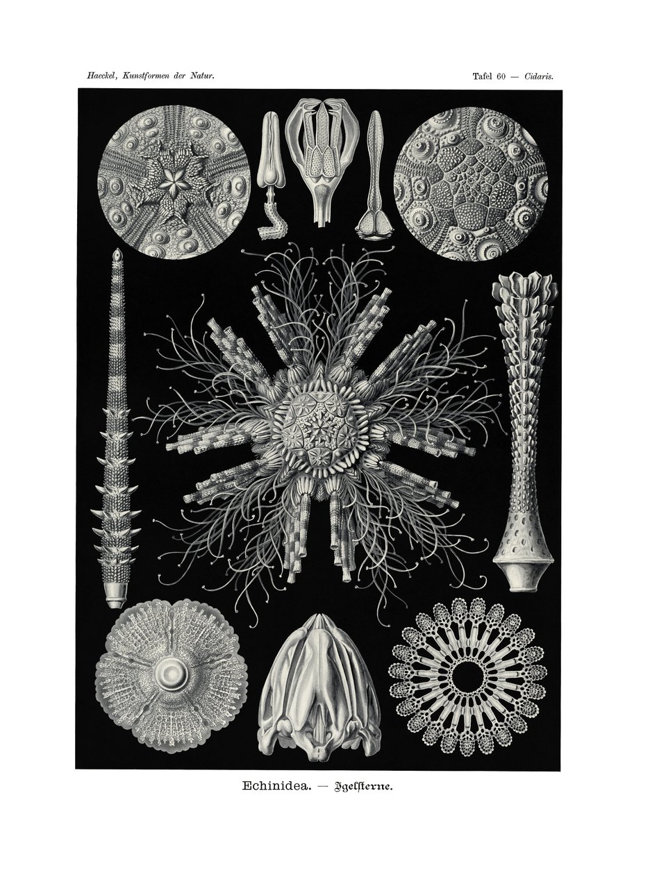 Echinidea, 1899-1904 autorstwa German School