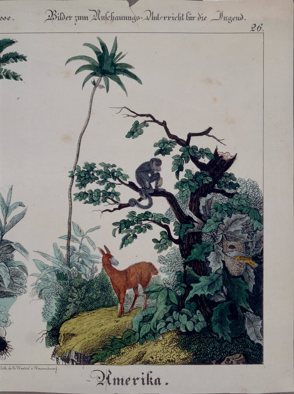 Plakat edukacyjny przedstawiający florę i faunę Ameryki Południowej, prawa strona, wyd. F. Wentzel, Weissenburg, 1840 (patrz także 379941) autorstwa German School