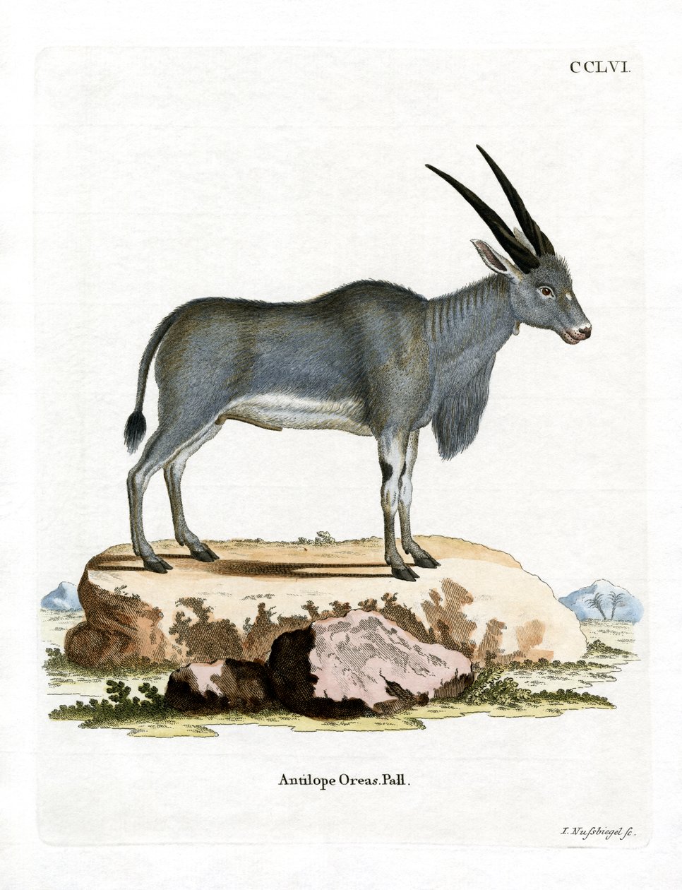Eland Antelope (kolorowy grawerunek) autorstwa German School