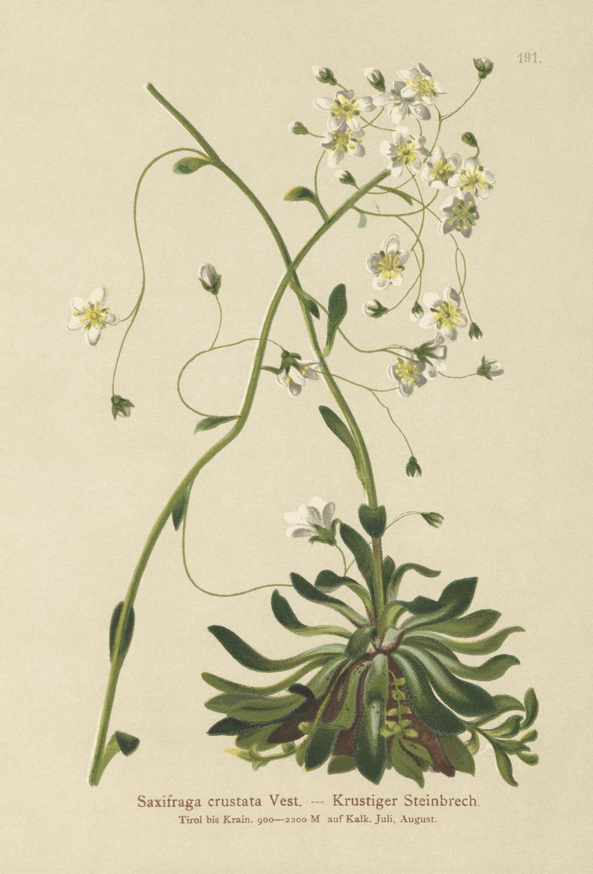 Skalnica inkrustowana (Saxifraga crustata) autorstwa German School