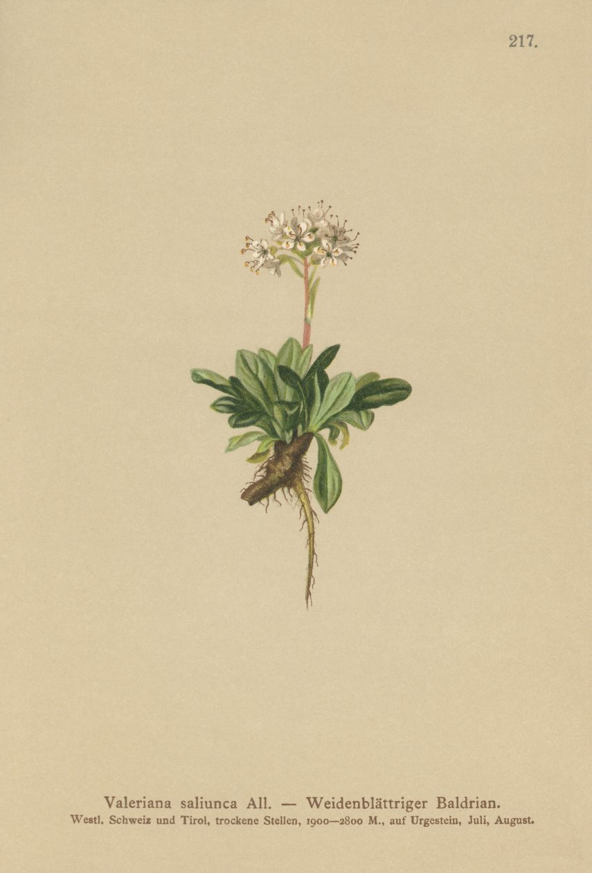 Valeriana liściowa (Valeriana saliunca) autorstwa German School