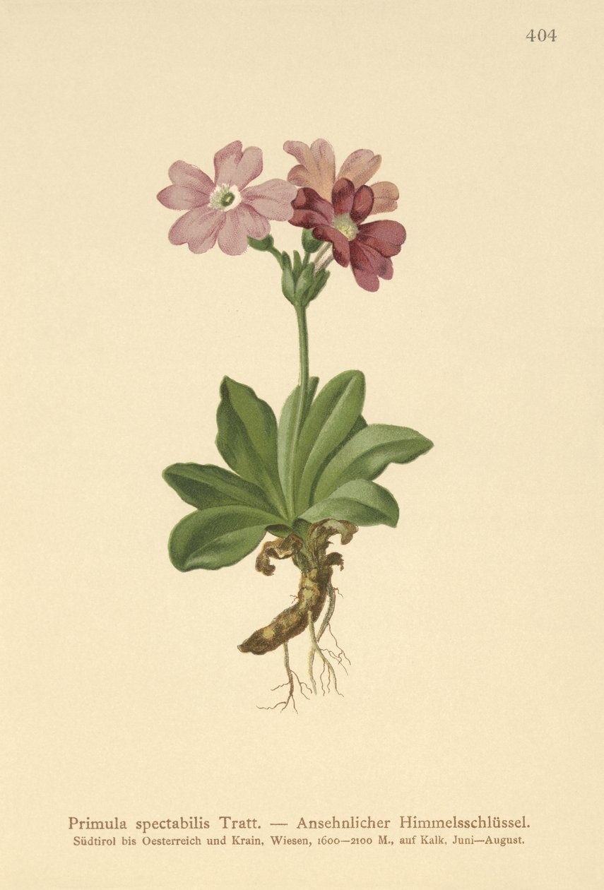 Wiesiołek alpejski (Primula spectabilis, Auriculastrum primula) autorstwa German School