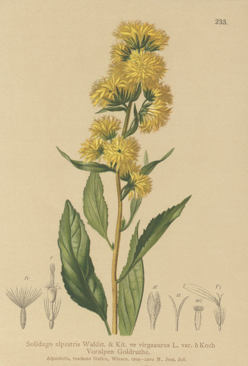 Nawłoć zwyczajna (Solidago alpestris, Solidago virgaaurea, Solidago virgaurea) autorstwa German School