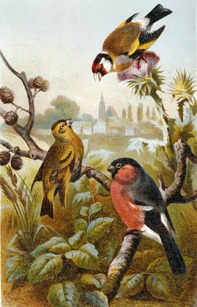 Szczygieł, Icterine Greenbul i Gil zwyczajny, płyta z "Brehms Tierleben: Allgemeine Kunde des Tierreichs", tom 4, s. 57, opublikowane przez Bibliographisches Institut autorstwa German School