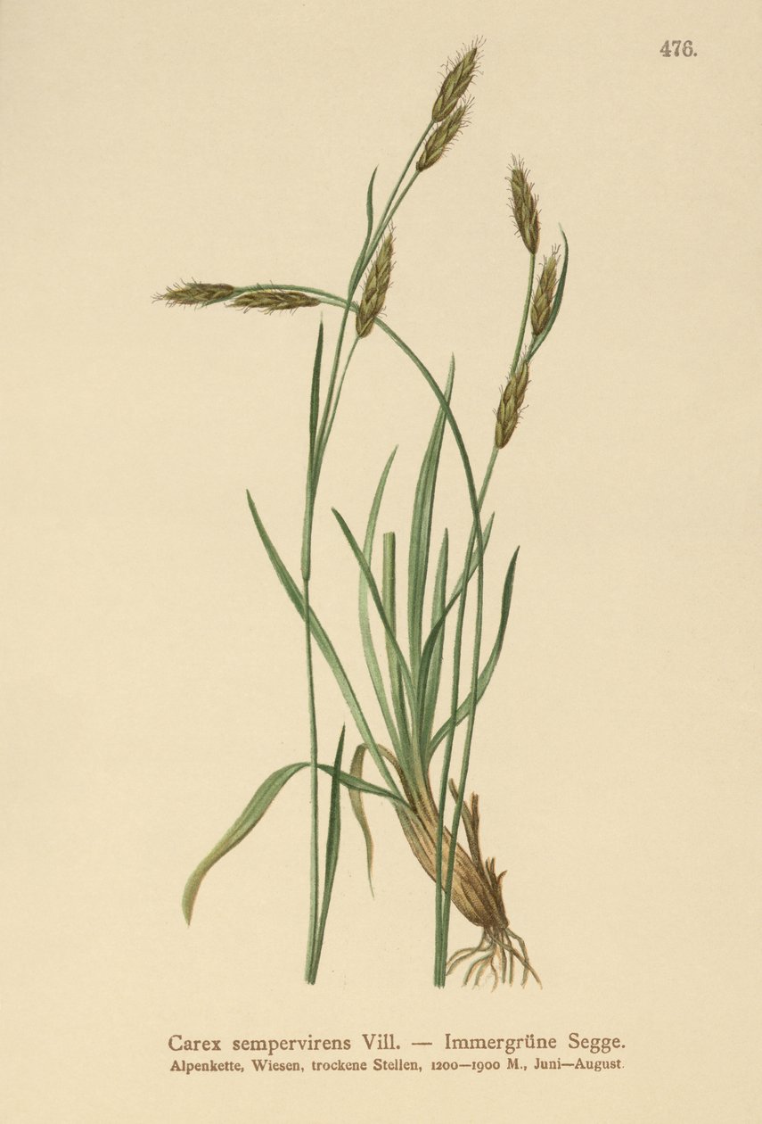 Turzyca zimozielona (Carex sempervirens) autorstwa German School