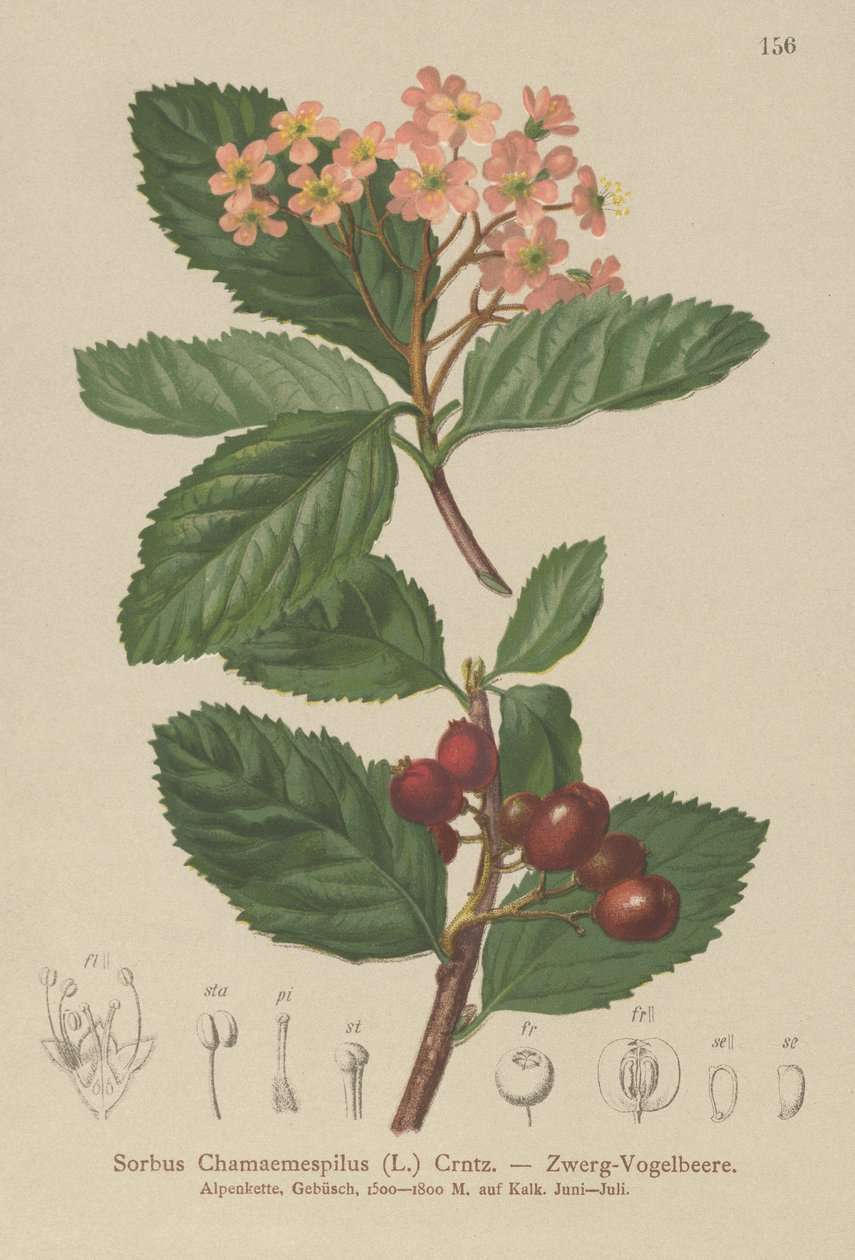 Fałszywa niesplik (Sorbus chamaemespilus) autorstwa German School