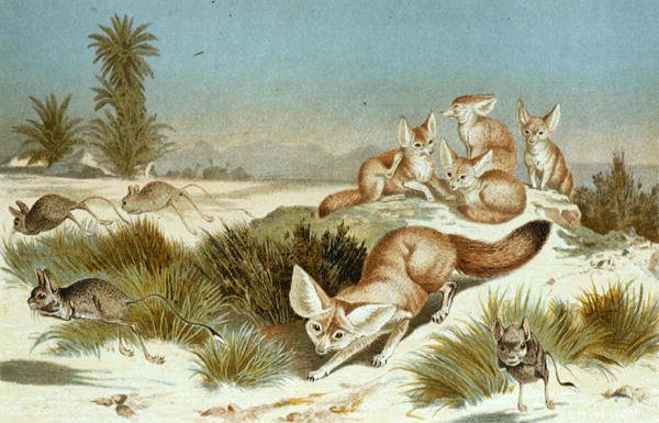 Fennec Fox, płyta z "Brehms Tierleben: Allgemeine Kunde des Tierreichs", t.2, s.202, opublikowane przez Bibliographisches Institut. autorstwa German School