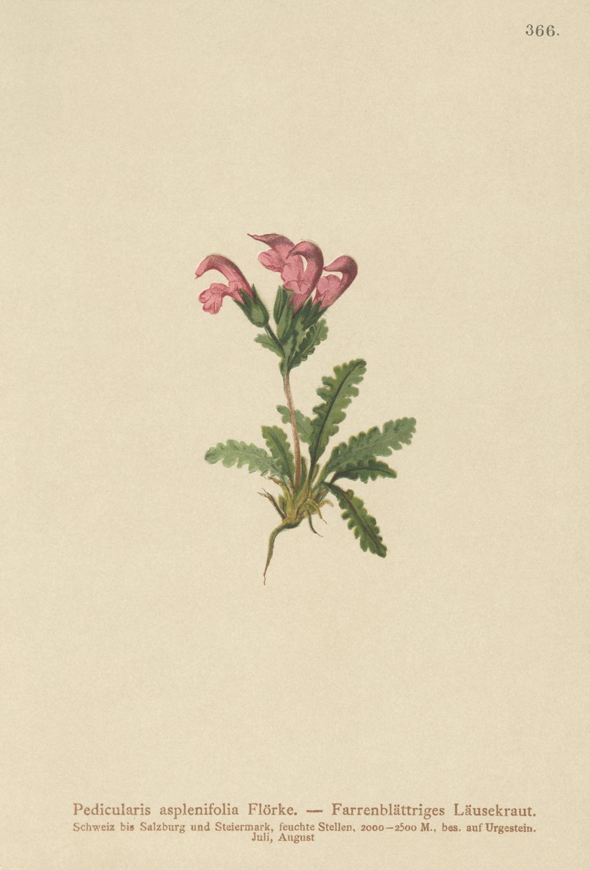 Wszawica paprociowa (Pedicularis asplenifolia) autorstwa German School