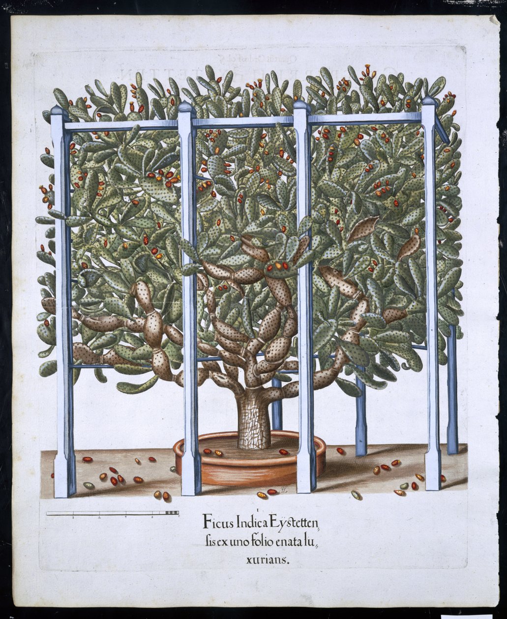 Ficus Indica Eystten z Hortus Eystettensis Basila Beslera (1561-1629) wyd. 1613 (ręcznie kolorowane grawerowanie) autorstwa German School