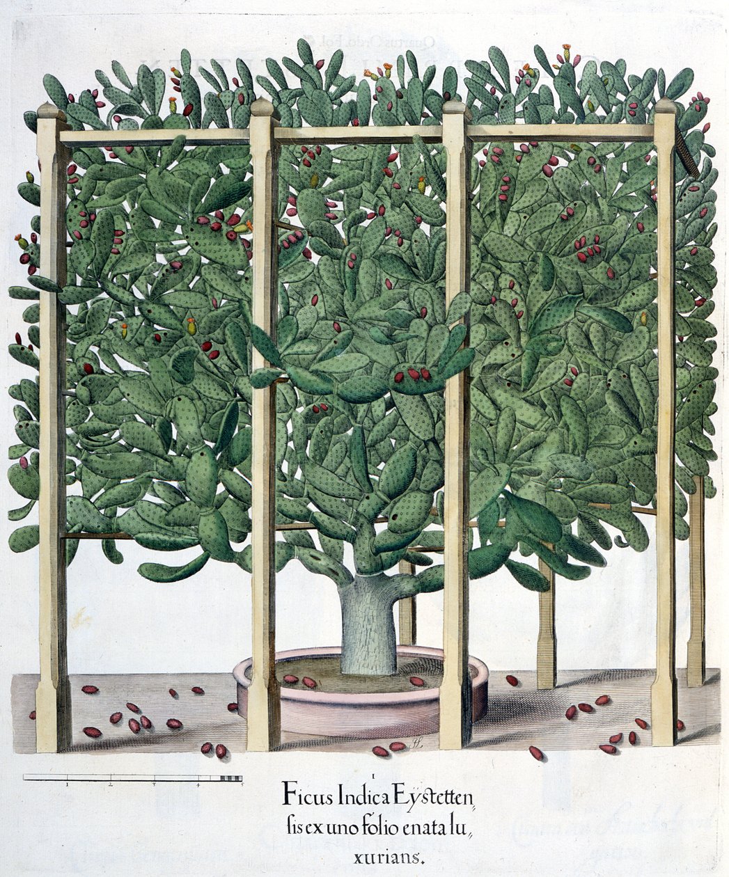 Ficus indica eystettensis, z Hortus Eystettensis Basila Beslera (1561-1629), wyd. 1613 autorstwa German School