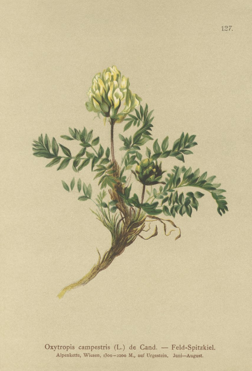 Locoweed polny (Oxytropis campestris) autorstwa German School
