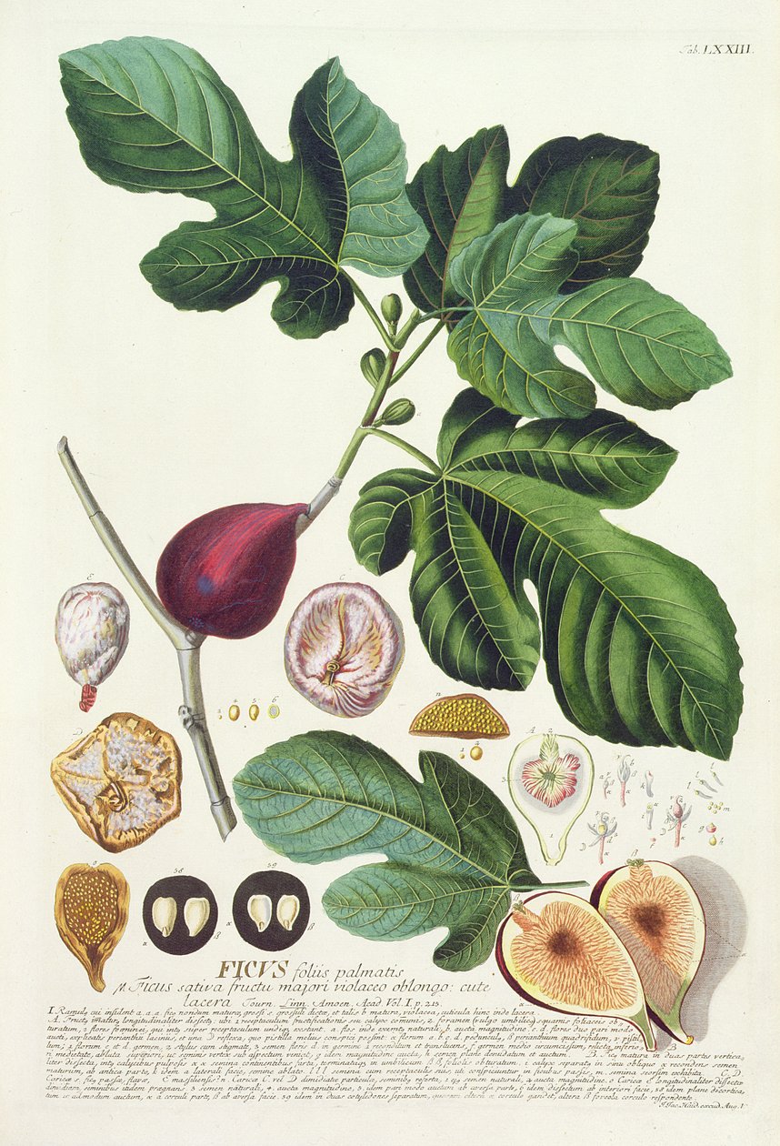 Ryc ryt. Johann Jakob Haid (1704-67) tablica 73 z księgi botanicznej, wyd. przez Augusta Vind autorstwa German School