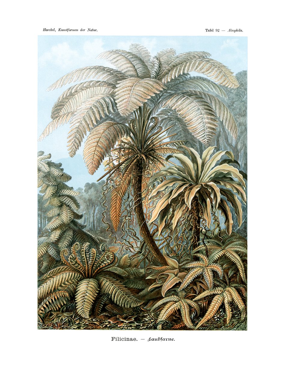 Filicinae, 1899-1904 autorstwa German School