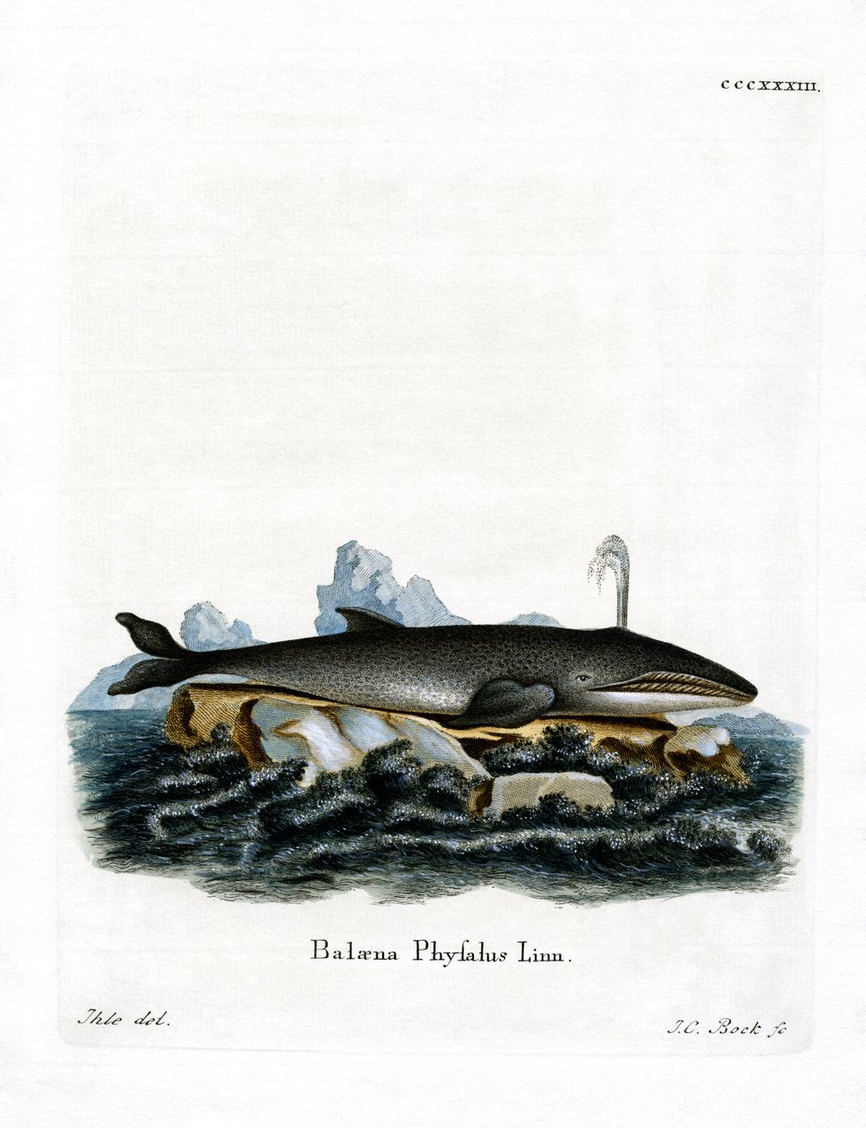 Fin Whale (kolorowy grawerunek) autorstwa German School