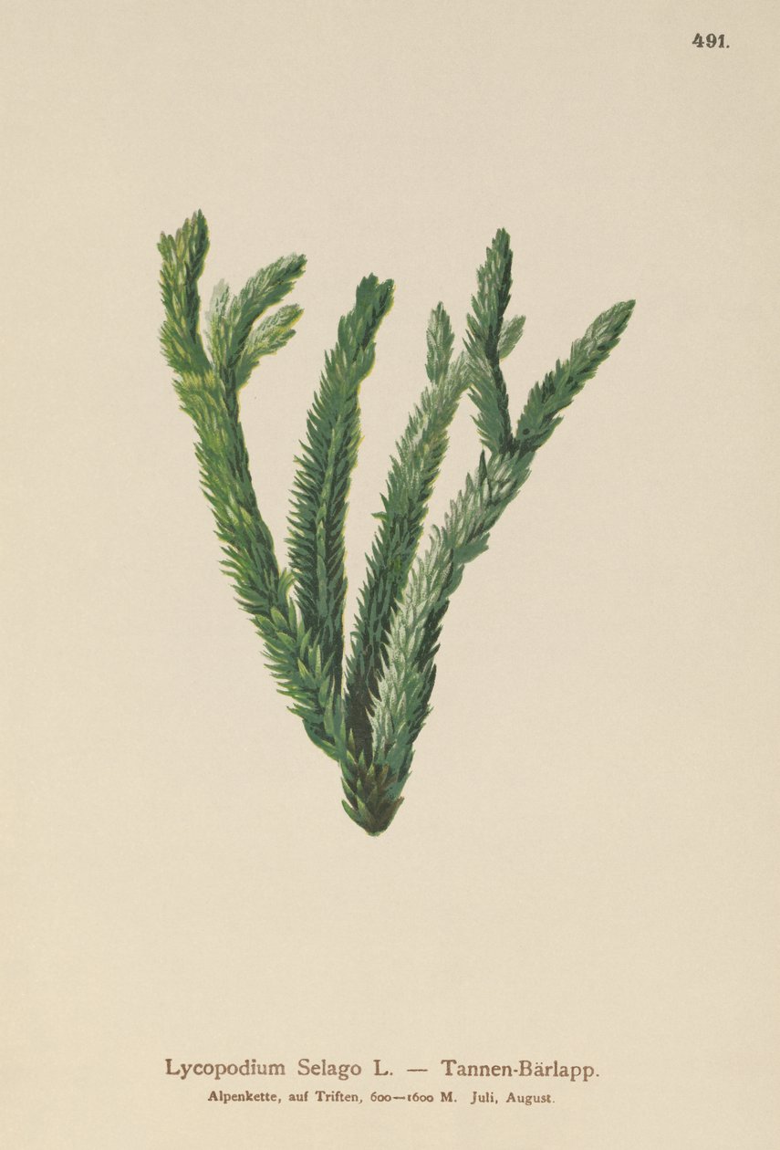 Mech Jodłowy (Lycopodium Selago) autorstwa German School