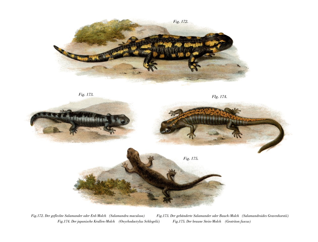 Salamandra Ognista autorstwa German School