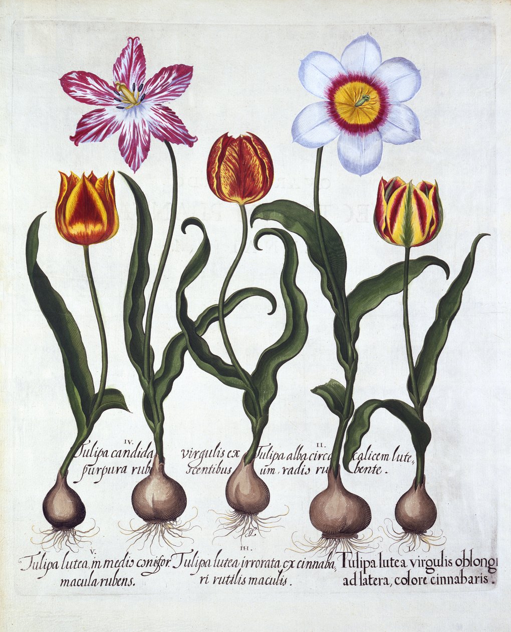 Pięć tulipanów, z Hortus Eystettensis, Basil Besler (1561-1629), wyd. 1613 (grawerowanie ręcznie kolorowane) autorstwa German School