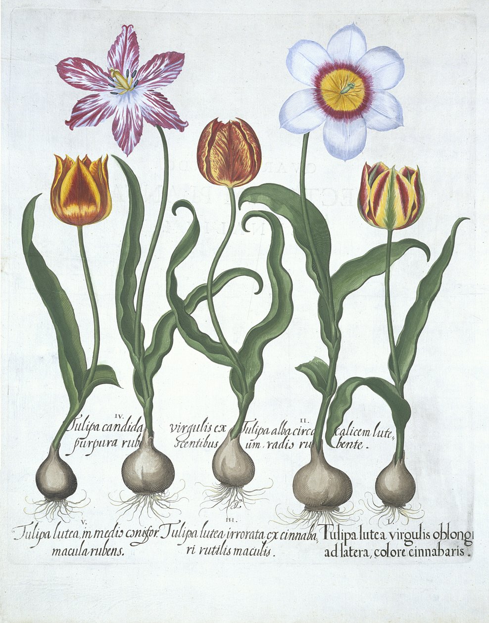 Pięć tulipanów, z Hortus Eystettensis, Basil Besler (1561-1629) wyd. 1613 (ręcznie kolorowane grawerowanie) autorstwa German School