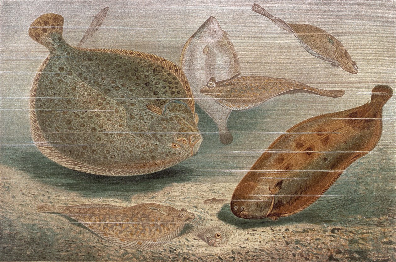 Płastugi, płyta z Brehms Animal Life: General Knowledge of the Animal Kingdom, vol.8, s.224, wyd. Instytut Bibliograficzny, 1892 autorstwa German School