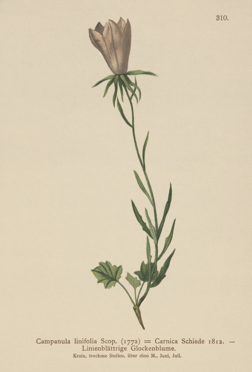 Dzwonek lniany (Campanula linifolia, Campanula Carnica) autorstwa German School
