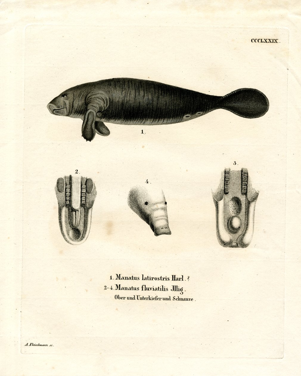 Florida Manatee (kolorowy grawerunek) autorstwa German School