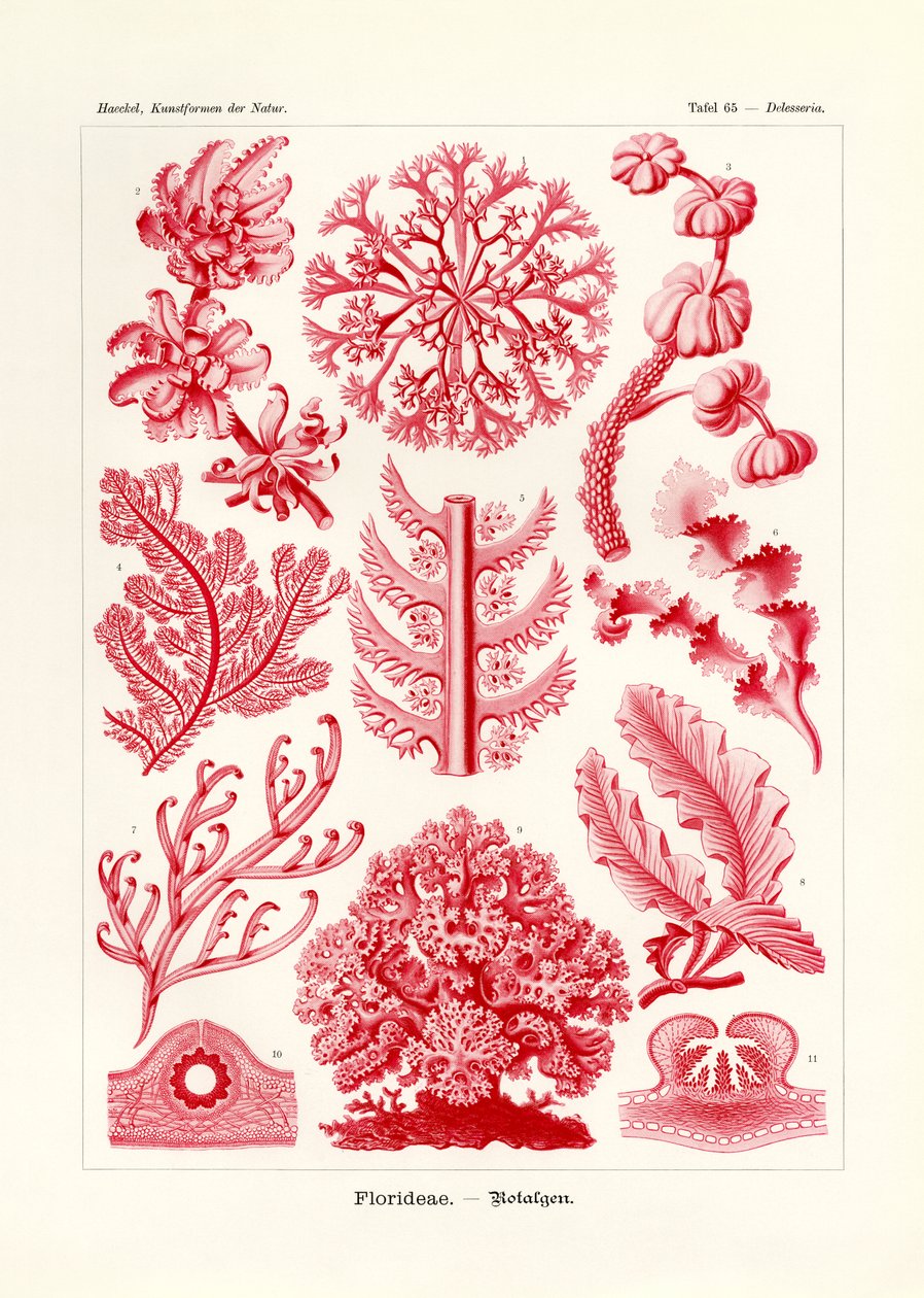 Florideae lub Rhodophyceae, 1899-1904 autorstwa German School