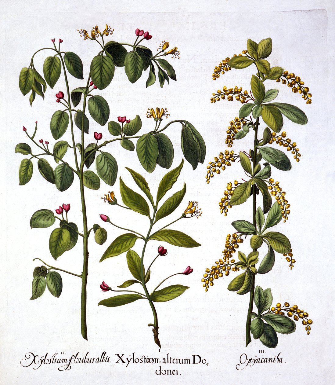 Mucha wiciokrzew i głóg, z Hortus Eystettensis, Basil Besler (1561-1629), wyd. 1613 (grawerowanie ręcznie kolorowane) autorstwa German School
