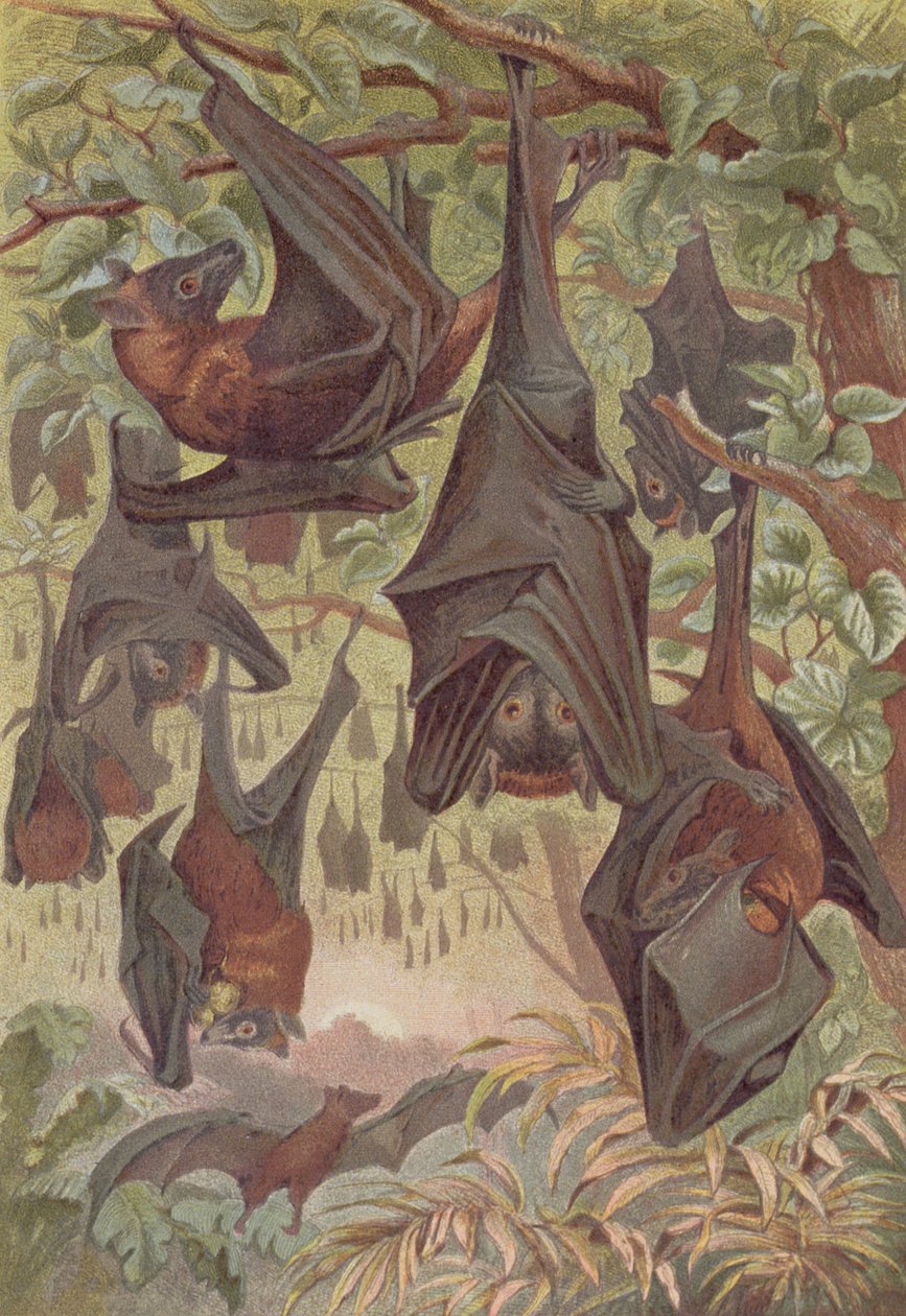 Flying Fox, płyta z Brehm